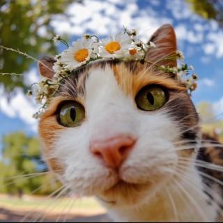 LTX 2.3 Fast — AI Video Generator With Audio, Camera Controls & End Frame Interpolation